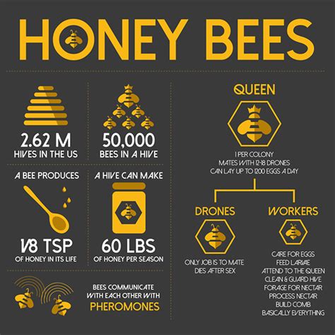 Bee Infographic On Behance Honey Bee Facts Bee Activities Bee Colony