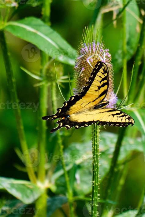 Eastern Tiger Swallowtail Butterfly Pollinates Wildflowers 11871574