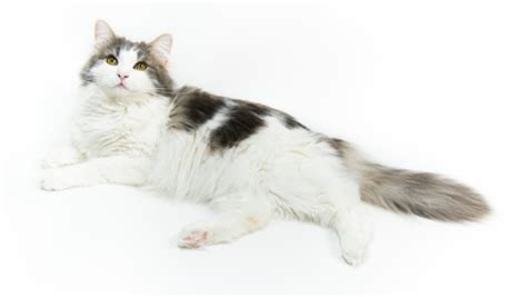 Norwegian Forest Cats Everything You Need To Know Cherish Pet Food