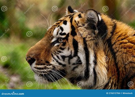 Tiger In Its Natural Habitat Stock Photo Image Of Fauna Creature