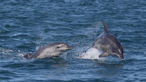 Swim With Dolphins And Seals Mornington Peninsula For 2 Adrenaline