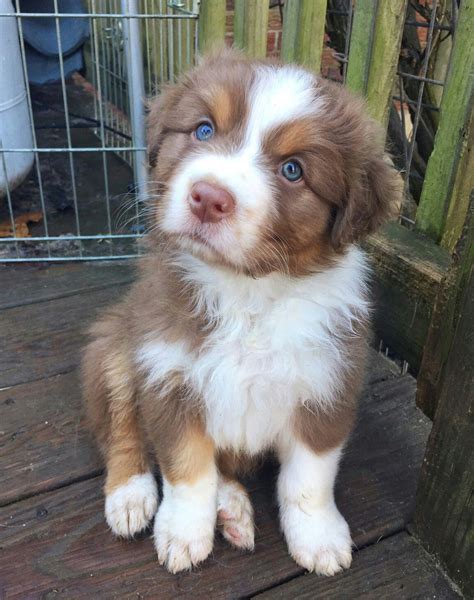 Shots and vet certificate included. Australian Shepherd puppy | Puppies, Australian shepherd ...