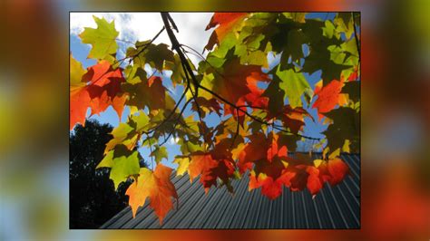 Maybe you would like to learn more about one of these? Picture This: Everything Fall | CTV News