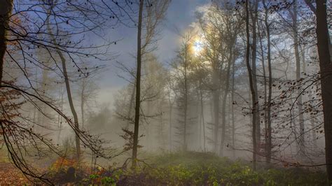 Sun Shining Upon The Foggy Forest Wallpaper Nature