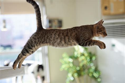 Funny Cat Jumping 20 Desktop Background