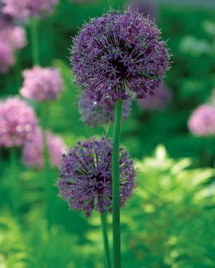 Jun 01, 2018 · the tallow in the soap helps keep deer away, according to the university of vermont extension department of plant and soil science, so you don't have to go with irish spring. 62 best images about Gardening: Plants Deer Don't Like on ...
