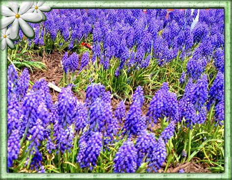 Did you google flower delivery near me in columbus? The flowers of Columbus, Ohio | Scenery photos, Scenery ...