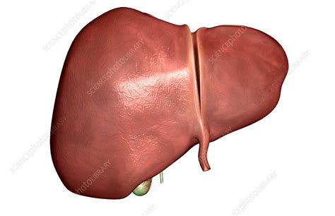 The Liver Stock Image F0022181 Science Photo Library