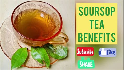 Benefits Of Soursop Leaf Tea Youtube