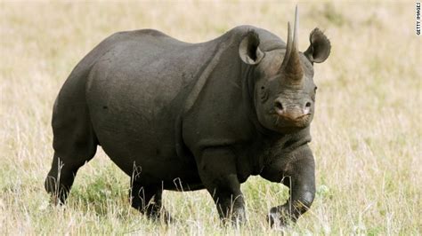 Winner Of Rhino Hunting Auction My 350000 Will Help Save Species Cnn