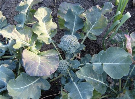 Growing Broccoli A Guide On How To Grow Broccoli In The