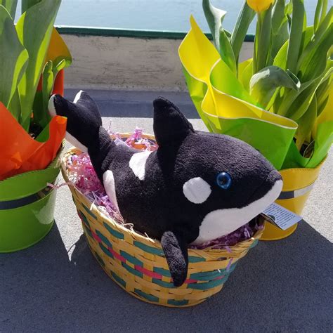 Kids Toys Orca Plush Stuffed Animal Shop To Save Whales Wdc