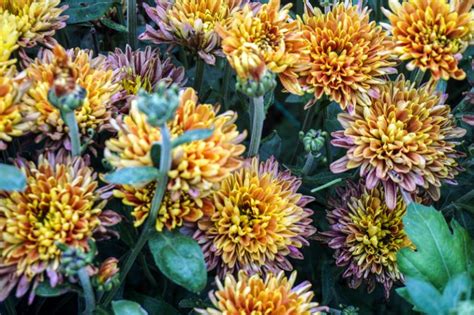Chrysanthemum Meaning And Symbolism Bouqs Blog