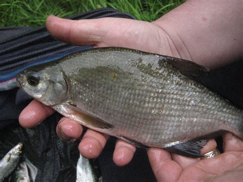 The Bream Species Sunfish Bluegills Shellcracker Warmouth And More