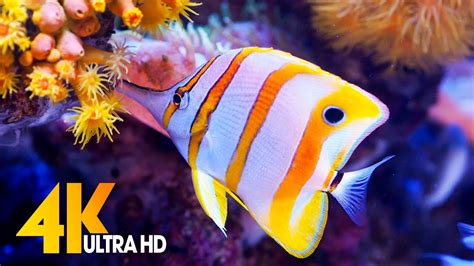 Aquarium 4k Video Ultra Hd 🐠 Beautiful Relaxing Coral Reef Fish