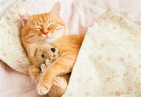 Cute Red Sleeping Cat On A Bed Stock Photo Download Image Now Istock