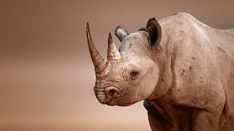 Animal Rhino Hd Wallpaper
