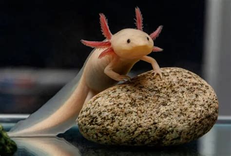 Axolotls Different Colors And Morphs The Ultimate List