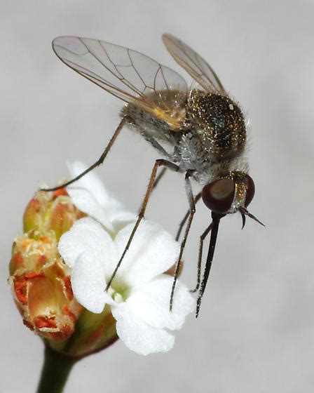 Needle Nose Fly Geron Bugguidenet