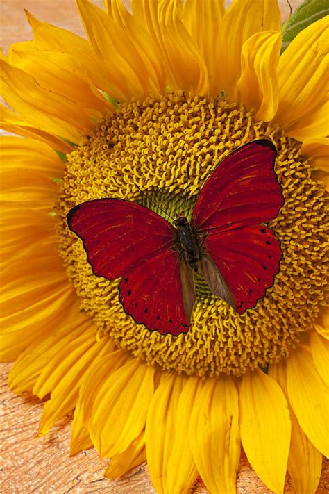 Red Butterfly On Sunflower Photograph By Garry Gay