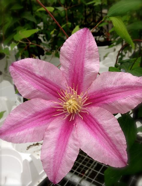 Climbing Clematis Miracle Farms Landscaping Nh