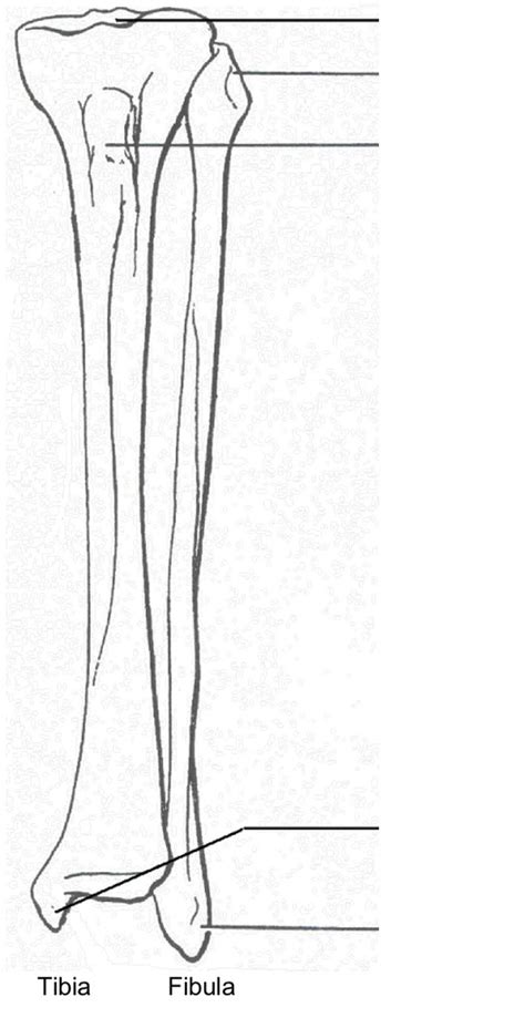 Anterior View Of Left Tibia And Fibula Diagram Quizlet