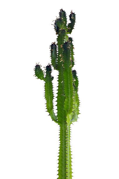Top 60 Tall Cactus Stock Photos Pictures And Images Istock