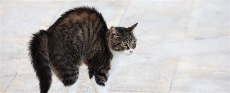 A cat displaying vulnerability on its back will also spread its legs open, relax its tail and look up at you with a calm expression. Why Do Cat's Puff Out Their Fur? | Cat Tree UK - The UKs ...