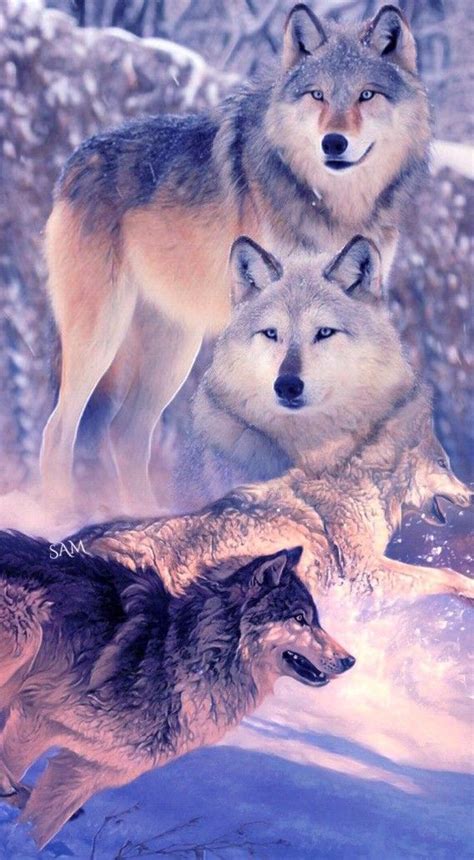 Beautiful Wolves Artic Wolf Wolf Spirit Animal Wolf Love Wolf