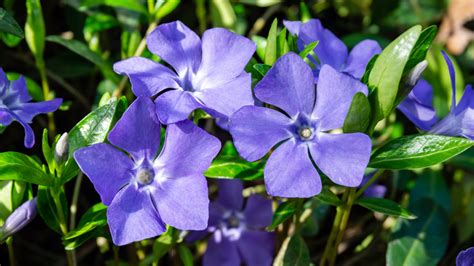 How To Care For A Periwinkle Flower