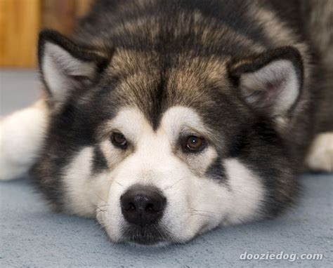 The alaskan malamute is a large breed of dog that was originally bred for their strength and endurance to haul heavy freight as a sled dog and hound. Alaskan Malamute - Razas perros | Mascotas