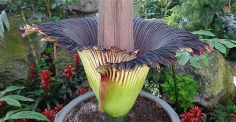 Mondo piante è un vivaio situato in terlizzi. Aro titano: il fiore più grande e meno profumato del mondo ...
