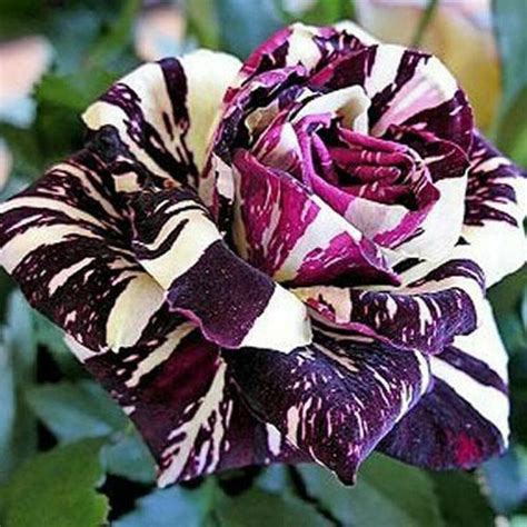 10x Purple Dragon Rose Seeds Ebay Rose Seeds Black Rose Flower