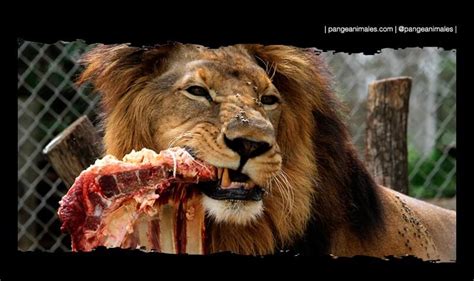 leopardos: LEON