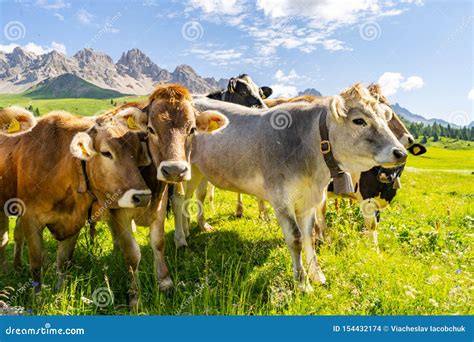 Beautiful Nature With Livestock On Green Pasture Stock Photo Image Of