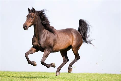 Morgan Horse Americas First Breed Is Perhaps The Ultimate All Rounder