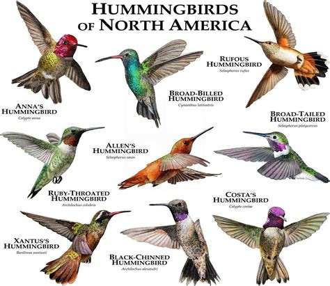 Hummingbird Identification Chart