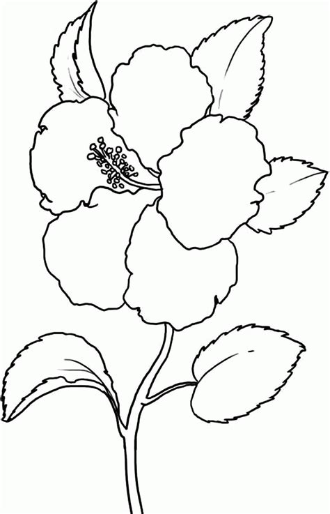 Coloring pages stained glass free printable flower. Free Coloring Pages Of Hibiscus Flowers - Coloring Home