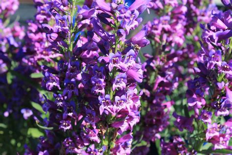 Delft blue riding hood is deer resistant, easy to grow, and is perfect for cut floral bouquets. Penstemon Delft Blue Riding Hood (2) | Valleybrook Gardens ...