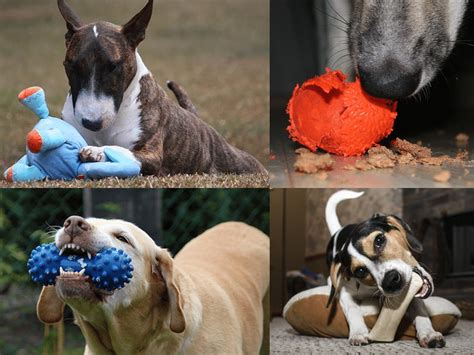 17 Best Indestructible Dog Toys For Aggressive Chewers