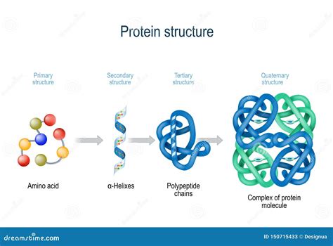 Niveaux De Structure De Protéine Des Acides Aminés Au Complexe De La