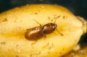Pheromone traps work great at catching cigarette beetles and most any processing plant or home with this beetle should have some traps to help monitor the activity. The Foreign Grain Beetle is Actually a Mold Pest