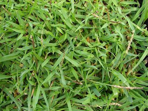 Types Of Zoysia Grass Varieties Images And Photos Finder
