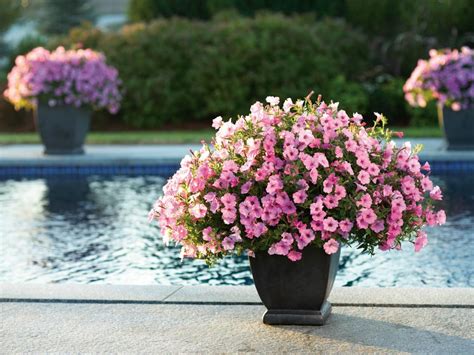 Check spelling or type a new query. The Best Flowers for Pots in Full Sun | HGTV