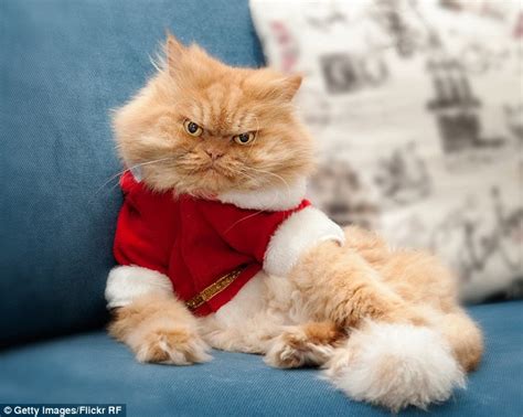 Persian cats accessories is working from july 2014. Meet Garfi, the cat who looks permanently angry | Daily ...
