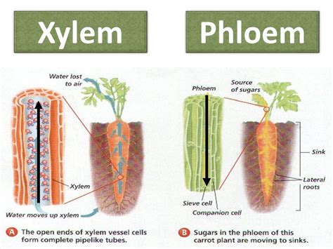 Xylem And Phloem Diagram Quizlet