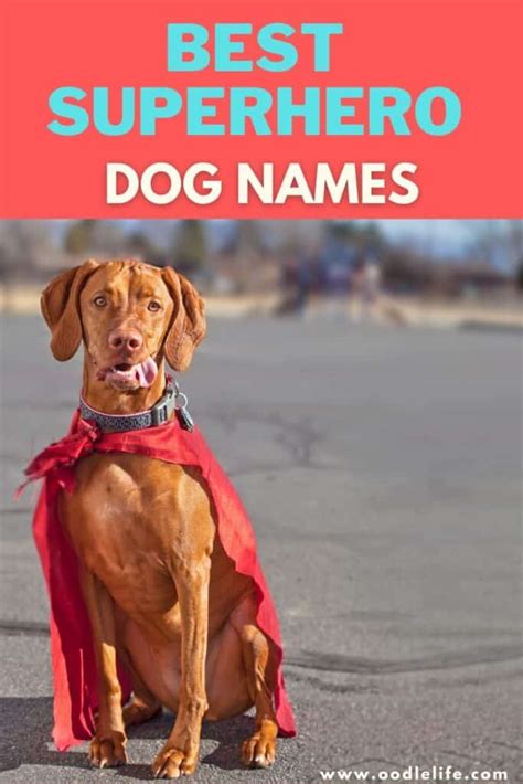 31 Best Superhero Dog Names Actually Good Dog Names Oodle Life 2022