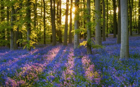 Are you searching for blue flower png images or vector? How to Thrive in Spring