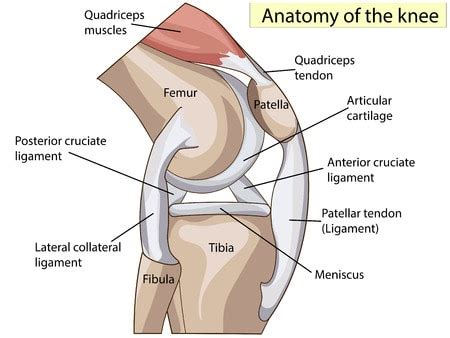 Tendons can take even longer than bones to heal, due to lo. Patellar Tendonitis & Tendinopathy: Treatment & Prevention | Precision Movement