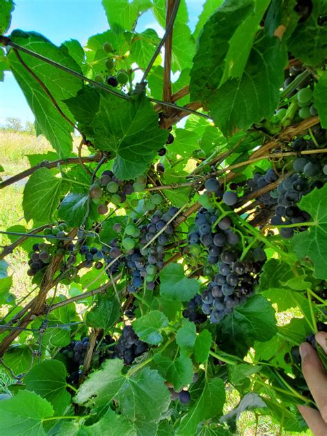 Riverbank Grape Vitis Riparia 20 Seeds Free Sandh
